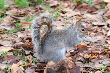 Les écureuils de Saint James Park