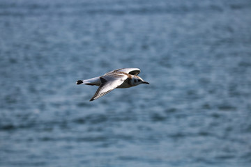 Möwe 