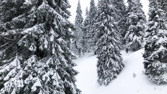 Beautiful fairytale Winter forest with falling snow, Bila Opava, Praded, Jeseniky Mountains, Czech Republic, Europe, 4k footage video.
