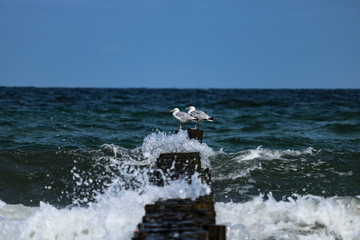 Möwen am Strand