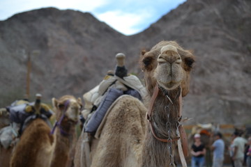 Camel front view, at Camel farm, ride in desert at Eilat, Southern Negev desert, wilderness of Israel