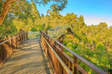 Fototapeta na wymiar Glass bridge in Kings Park, Perth city, Western Australia. Sunny day, blue sky. Tree top walkway at Botanical garden, the most popular visitor destination in WA.