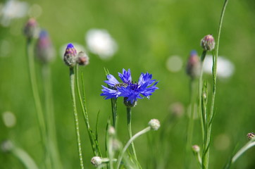 kornblume