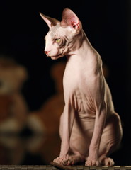 cat sphinx portrait