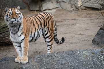 tiger that controls the territory