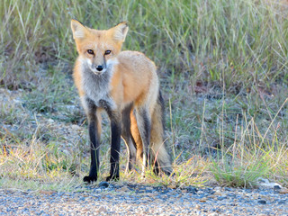 Red Fox