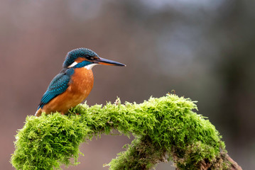 Juvenile kingfisher on branch
