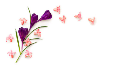 Beautiful flower violet crocuses and pink hyacinths ( Hyacinthus ) on a white background with space for text. Top view, flat lay