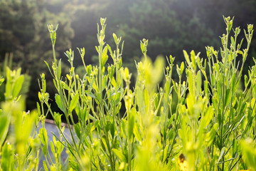 Fototapeta na wymiar green grass and flowers