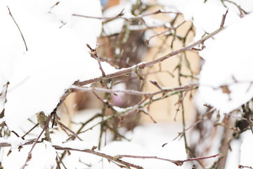 Branches of trees covered with snow in the winter garden