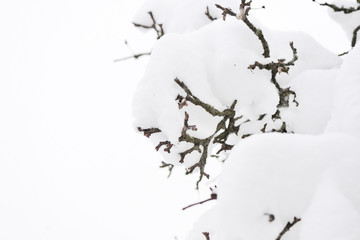 Branches of trees covered with snow in the winter garden