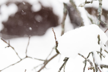 Branches of trees covered with snow in the winter garden