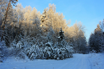 Path in the snowy forest