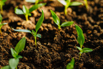 Pepper seedlings in a tray with soil. Macro