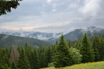 landscape mountains forest