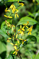 Closeup of ragwort flowers (Senecio spec.)