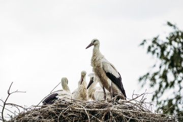 Adult stork in the nest with his family