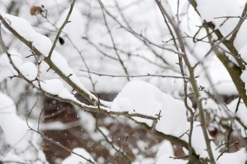 Branches of trees covered with snow in the winter garden