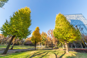 秋の新宿中央公園