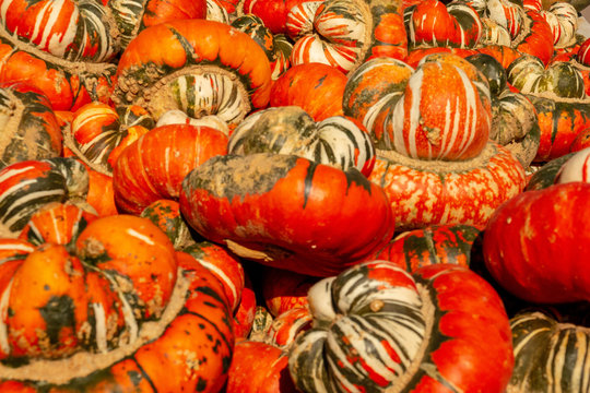 Multi-colored Unusual Pumpkin Gourds
