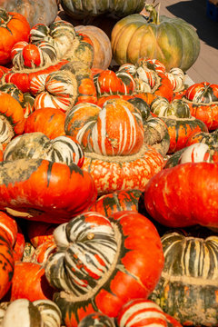 Multi-colored Unusual Gourds