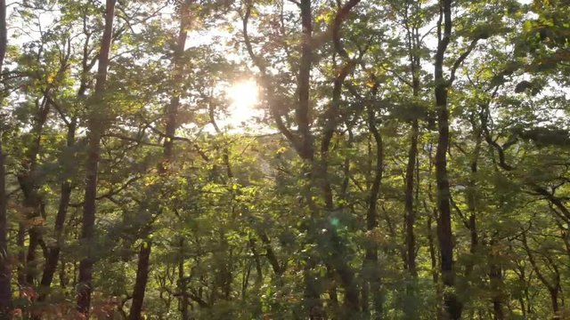 Deutscher Laubwald im Sonnenlicht