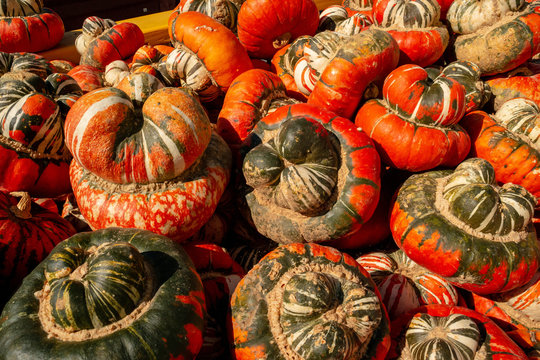 The Multi-colored Unusual Pumpkin Gourds