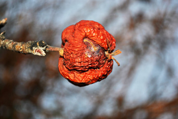 Rotten apple on tree, close up detail, soft blurry gray background, autumn day