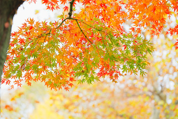 鮮やかに紅葉したカエデ