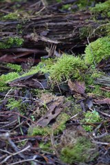 Fototapeta na wymiar Moss in the Forest