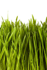 Fototapeta na wymiar Freshly sprouted wheatgrass with water drops isolated on white background. Copy space