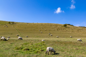 Fototapeta premium Sheep grazing on a hillside in the South Downs, in Sussex