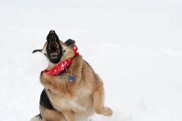 Funny dog trying to catch snowball with mouth wide open