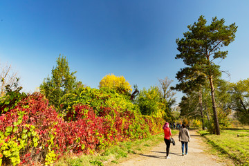 Trees in the park