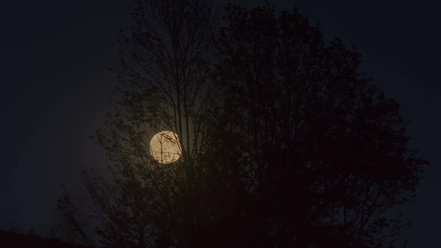 Big mon rising among tree branches. Time lapse shot