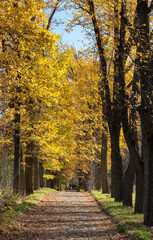 Obraz premium Trees in the park