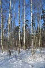 Fototapeta premium Birch trees in snow covered winter wood
