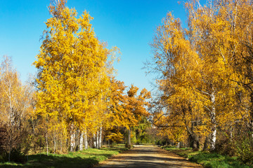 Trees in the park