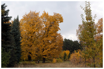 Obraz premium Trees in the park