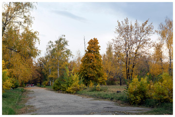 Fototapeta premium Trees in the park