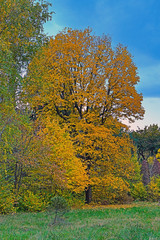 Fototapeta premium Trees in the park