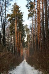 Obraz premium Trees in the park