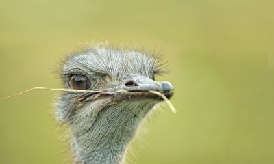 Portrait of an ostrich with a blade of grass in his beak looking away.
