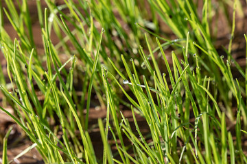 Abstract background of fresh green grass with dew drops close up
