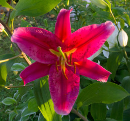 Pink lily flower