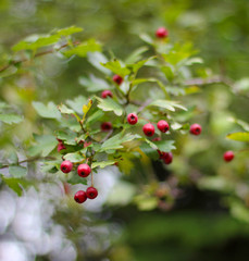 red berries on branch