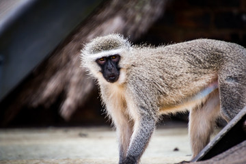 Vervet monkey with black face and blurred background