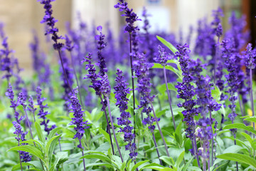 Obraz premium Lavender Close Up