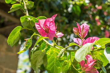 pink flowers in garden 