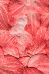 Living Coral background of fresh leaves. Color of the year 2019